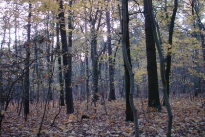 Mysteriöse Hilferufe im Wald bei Hamburg – Polizisten verletzt – Großfahndung nach bärtigem Mann