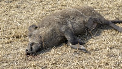 Weitere Verdachtsfälle von Schweinepest – wieder Wildschweinkadaver gefunden