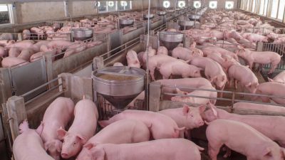 57.000 Schweine bei Großbrand in Mecklenburg-Vorpommern verendet – Brandstiftung nicht ausgeschlossen
