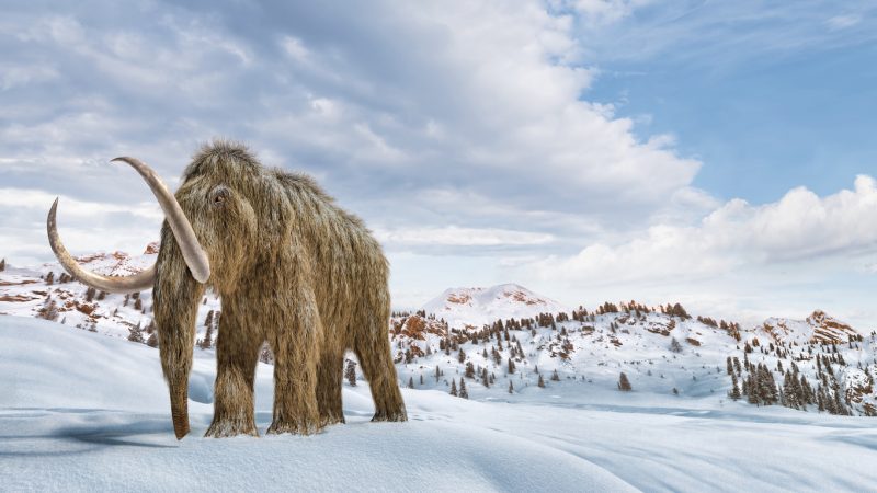 Mammut: Riesen der Eiszeit