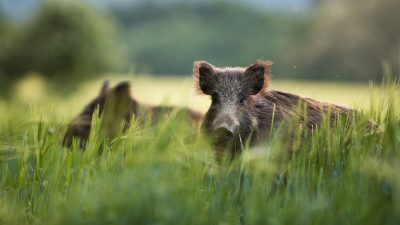 Dauer der Schweinepest ungewiss – Forderung nach festem Schutzzaun zu Polen