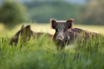 Dauer der Schweinepest ungewiss – Forderung nach festem Schutzzaun zu Polen