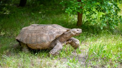 Zentnerschwere Riesenschildkröte wütet in Brandenburg auf fremder Terrasse