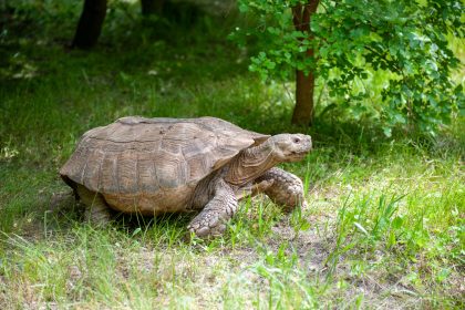 Zentnerschwere Riesenschildkröte wütet in Brandenburg auf fremder Terrasse