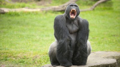 Rätsel um Gorilla-Attacke im Zoo von Madrid
