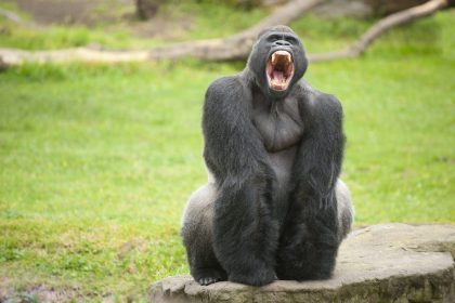 Rätsel um Gorilla-Attacke im Zoo von Madrid