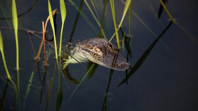 Krokodil in Bachlauf in hessischem Ortenberg gesichtet – Reptil in Unstrut bisher unauffindbar