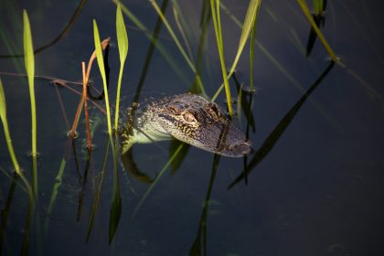 Krokodil in Bachlauf in hessischem Ortenberg gesichtet – Reptil in Unstrut bisher unauffindbar