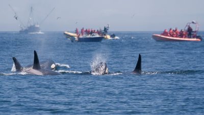 Orcas oder Killerwale ziehen Schaulustige zum "Whale Watching" an.