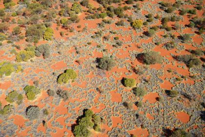 Göttinger Ökologen bestätigen Alan Turings Theorie für australische Feenkreise