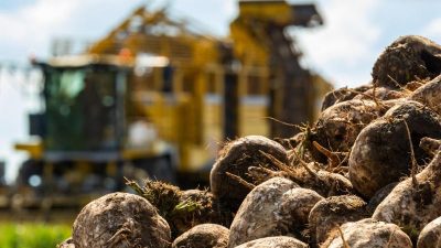 Zuckerbranche unter Druck: Viele Bauern geben Rübenanbau auf