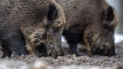Schweinepest breitet sich aus: Südkorea stoppt Import von Schweinefleisch aus Deutschland
