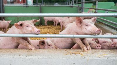 China verbietet Import von deutschem Schweinefleisch