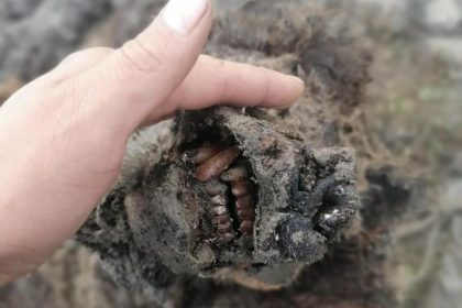 Mindestens 22.000 Jahre alt: Erstmals gut erhaltene Höhlenbären-Mumien in Russland entdeckt