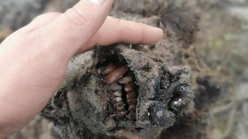 Höhlenbären-Mumie