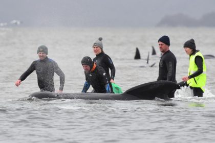 270 Grindwale in Australien gestrandet