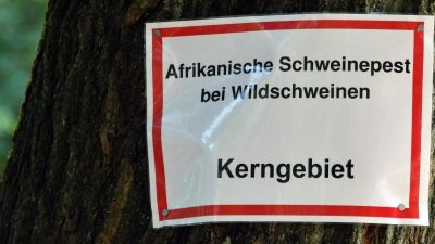 Afrikanische Schweinepest: Brandenburg errichtet festen Zaun an Grenze zu Polen
