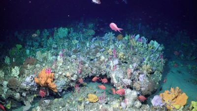 Neu entdecktes Korallenriff vor Australien beweist Unkenntnis über Ozeane.