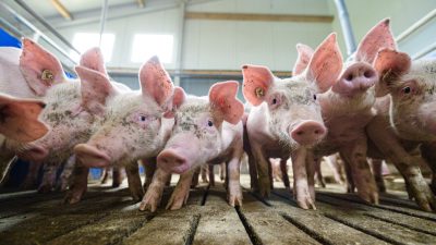 Bauernpräsident Rukwied: Schweinehaltung in der „größten Krise seit Jahrzehnten“