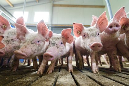 Bauernpräsident Rukwied: Schweinehaltung in der „größten Krise seit Jahrzehnten“