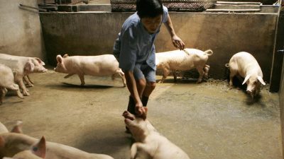 Chinesische Schweine bereits 2016 mit einem Coronavirus infiziert – Übertragung auf Menschen denkbar