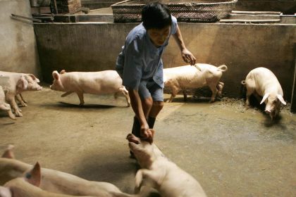 Chinesische Schweine bereits 2016 mit einem Coronavirus infiziert – Übertragung auf Menschen denkbar