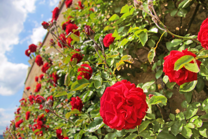 Wilde Rosen – Von Heinrich Seidel