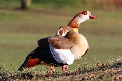 Invasive Artenvielfalt: Gebietsfremde Tiere und Pflanzen breiten sich bis 2050 weltweit aus