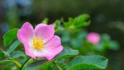 Eine weltweit bekannte Weckmelodie: Für eine wilde Rose