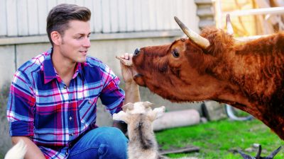 Streicheleinheiten und nette Worte: Kühe und ihre Gefühlswelt