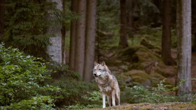 Wolf-Population in Deutschland weiter gewachsen