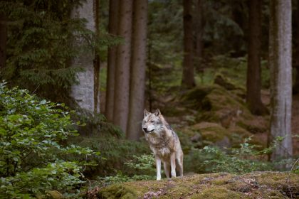 Wolf-Population in Deutschland weiter gewachsen