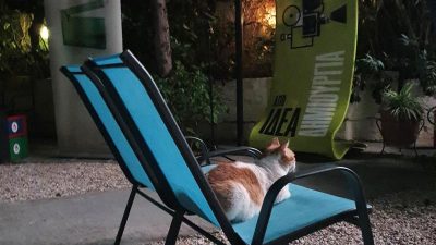 Katzen retten schlafende Besitzer bei Laubenbrand