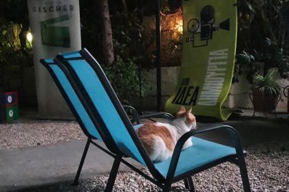 Katzen retten schlafende Besitzer bei Laubenbrand