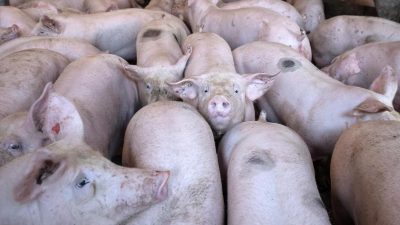 Landwirte in Niedersachsen beklagen „Schweinestau“ in den Schlachthöfen