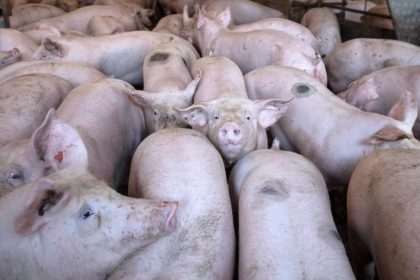 Landwirte in Niedersachsen beklagen „Schweinestau“ in den Schlachthöfen