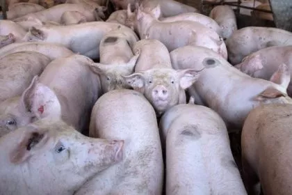 Landwirte in Niedersachsen beklagen “Schweinestau” in den Schlachthöfen