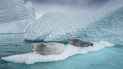 Keine neuen Schutzgebiete in der Antarktis