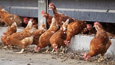 Quarantäne für Geflügel wegen eines Falls von Vogelgrippe