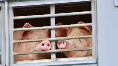 14 Länder verhängen Exportsperre für deutsches Schweinefleisch