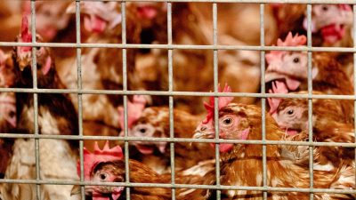 Mehrere Fälle der Vogelgrippe in Frankreich und Dänemark entdeckt