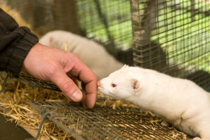 Dänischer Landwirtschaftsminister tritt wegen Corona-„Notschlachtung“ von Nerzen zurück