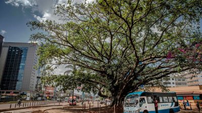 Per Gesetz geschützt: Kenias Präsident rettet hundertjährigen Feigenbaum vor China-Autobahn