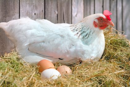 Polizeieinsatz: Huhn begeht Hausfriedensbruch in Herne