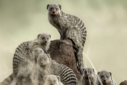 Weibliche Zebramangusten provozieren Bandenkriege gegen Inzucht