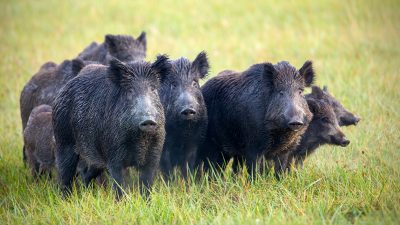 Schweinepest: Deutschlands Jäger erlegen so viele Wildschweine wie noch nie zuvor
