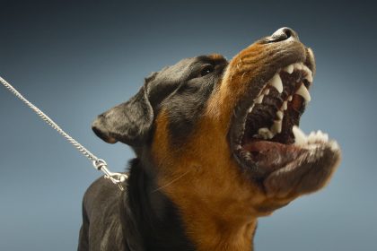Aggressiver Rottweiler legt Teile von Bremer Hauptbahnhof lahm