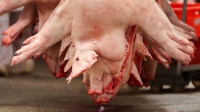 Schweinefleischpreise: Krach zwischen Bauern und Handel