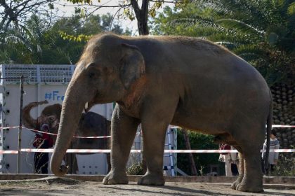 “Einsamster Elefant der Welt” in Kambodscha gelandet