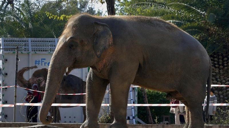 „Einsamster Elefant der Welt“ in Kambodscha gelandet